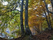 34 Faggi colorati d'autunno